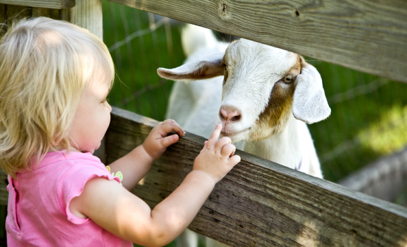 Child and goat at petting zoo